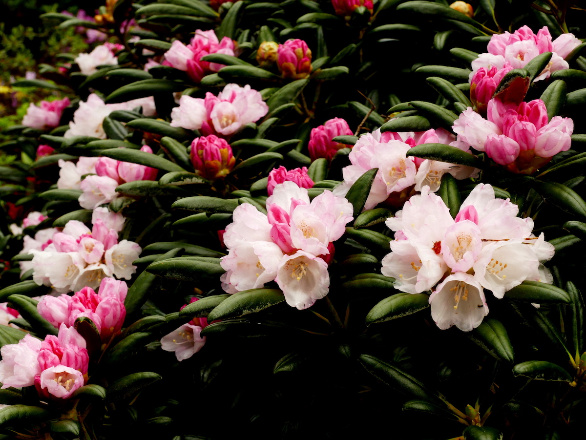 R. yakushimanum 'Koichiro Wada' AGM